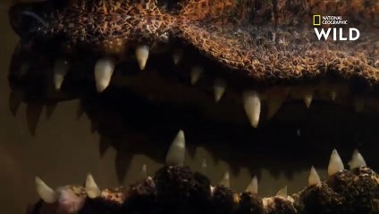 Le crocodile nain, le plus insaisissable des crocodiles