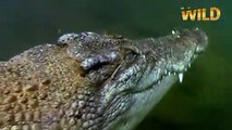 Le crocodile marin, plus grand reptile au monde