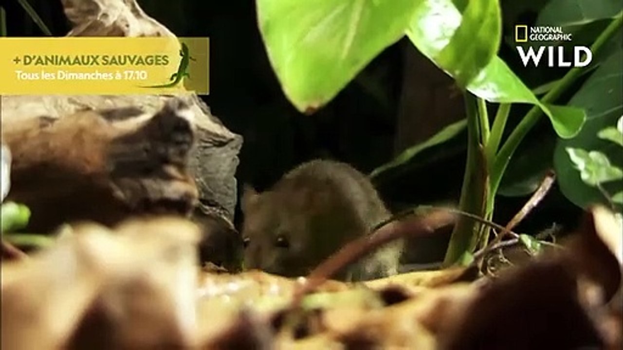 Le fer de lance asiatique, plus toxique que le dragon de Komodo