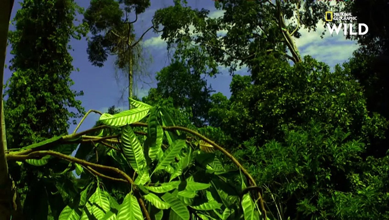 Le serpent volant, spécialiste du vol plané entre les arbres