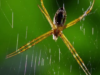 Spiders are Cannibal Predators (Laba-laba Pemangsa yang Kanibal)