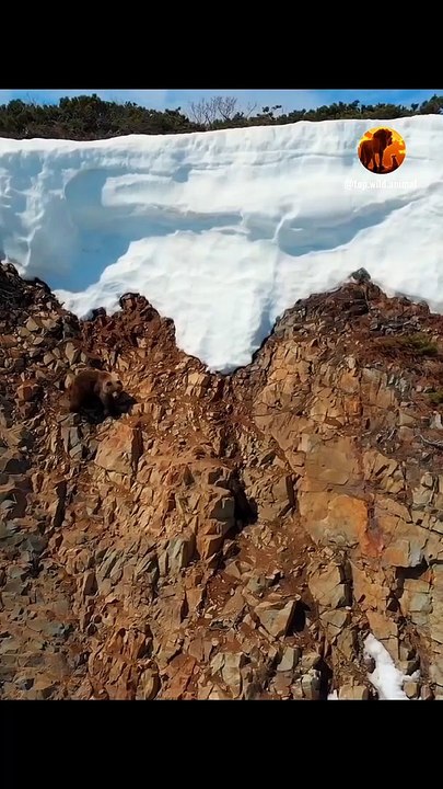A bear cub's tense climb (Pendakian Anak Beruang yang Menegangkan)