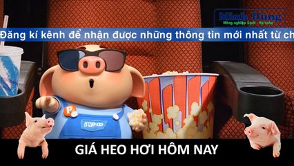 Giá heo hơi hôm nay 09/8/2023 | Heo hơi tăng giá - Thị trường sôi động | Giá heo hơi | Giá lợn hơi |