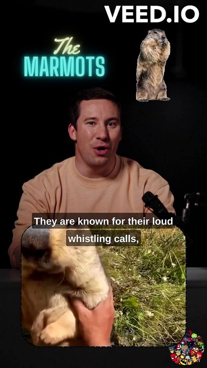 Marmots: The Whistlepigs of the Mountains