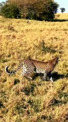 Lion Chasing Leopard