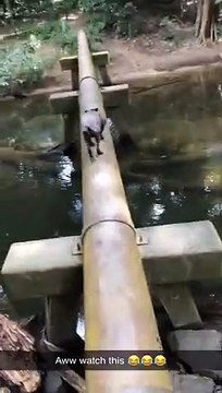 Dog Pushes Tiny Dog into Water PETASTIC
