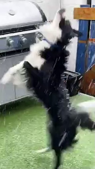 Dog Tries to Eat Snowflakes   PETASTIC