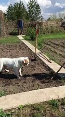 Funny Dog Want To Work in Garden   PETASTIC