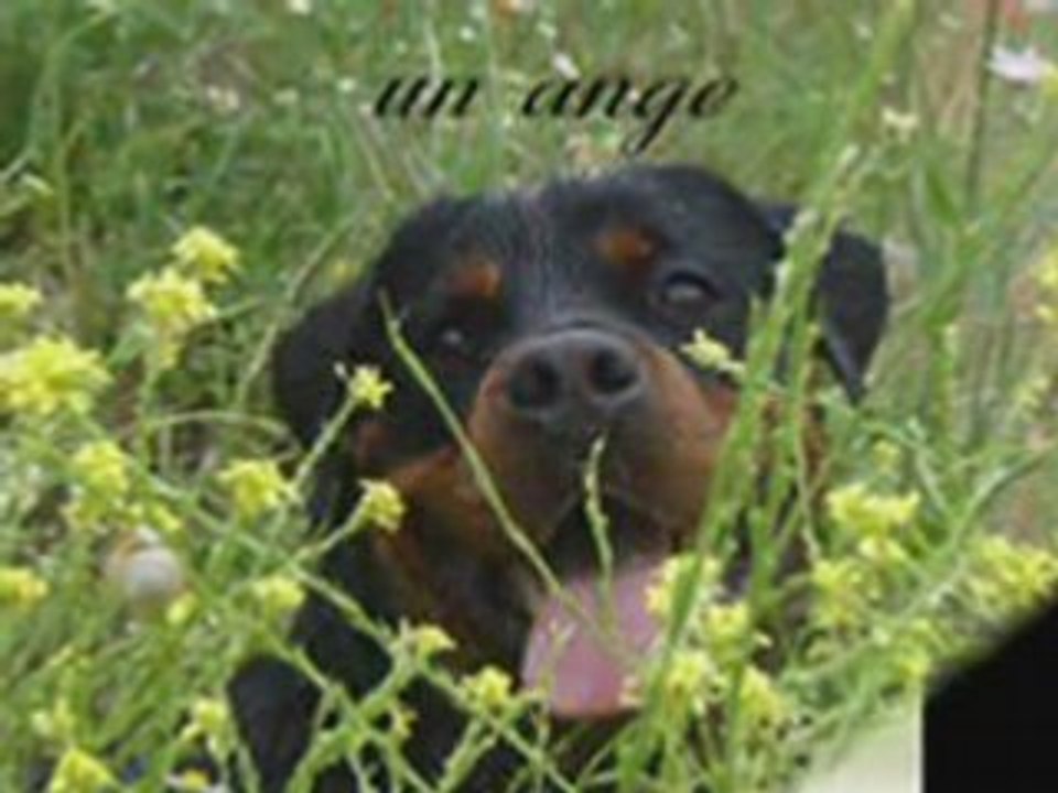 omage a tous les rottweiller