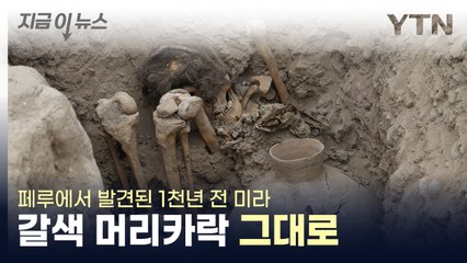 "풍성한 머리카락이 그대로" 페루에서 발견된 천 년 전 미라 [지금이뉴스] / YTN
