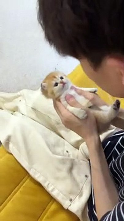 Fun With Cat | Cats Funny Moments | Animals Funny Moments | Cats Funny Compilation #cats #catshorts