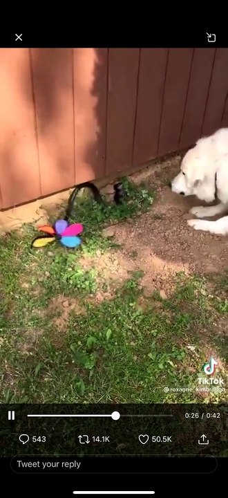 Funny Snake Video