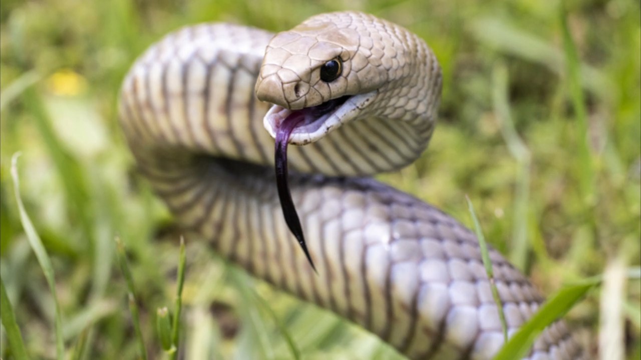 Heldentat endet tragisch: Mann stirbt an Schlangengift