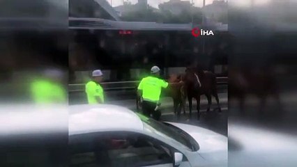 D-100 Karayolu'nda koşan başı boş atlar trafiği birbirine kattı