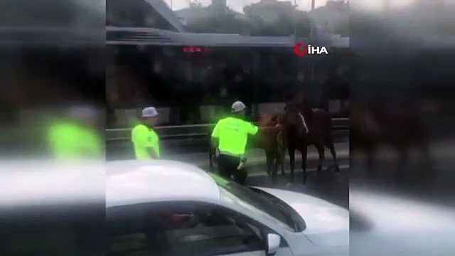 D-100 Karayolu'nda koşan başı boş atlar trafiği birbirine kattı
