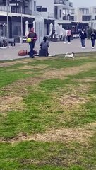 Un chien avec un ballon en équilibre sur sa tête