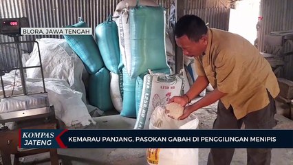 Kemarau Panjang, Pasokan Gabah di Penggilingan Menipis