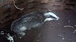 Badger rescued after plunging 8ft through rotten manhole cover