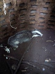 Badger rescued after plunging 8ft through rotten manhole cover