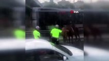 İstanbul D-100'de 'başıboş at' paniği: Trafiği birbirine kattılar