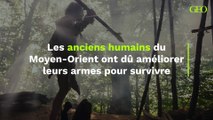 Les anciens humains du Moyen-Orient ont dû améliorer leurs armes pour survivre