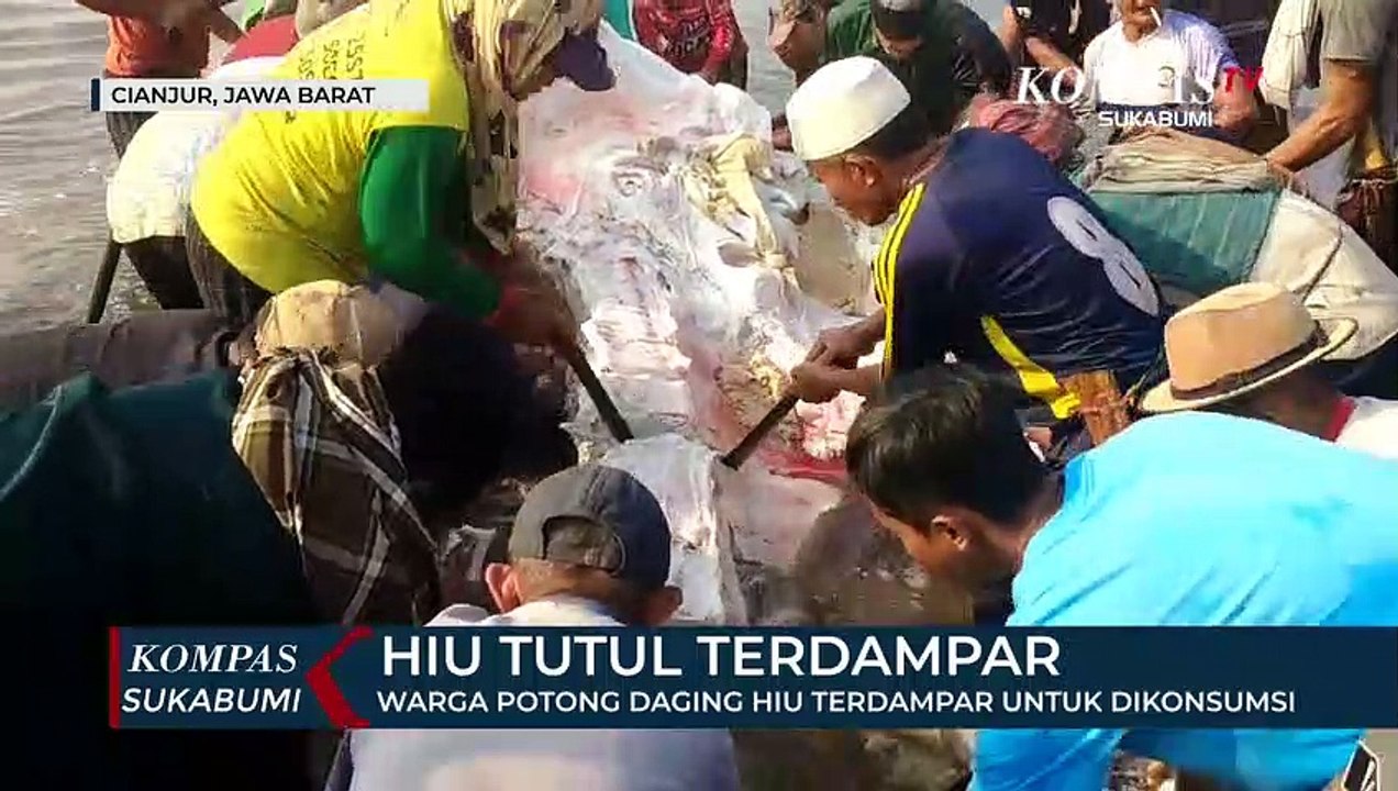 Warga Potong Daging Hiu Terdampar Untuk Dikonsumsi