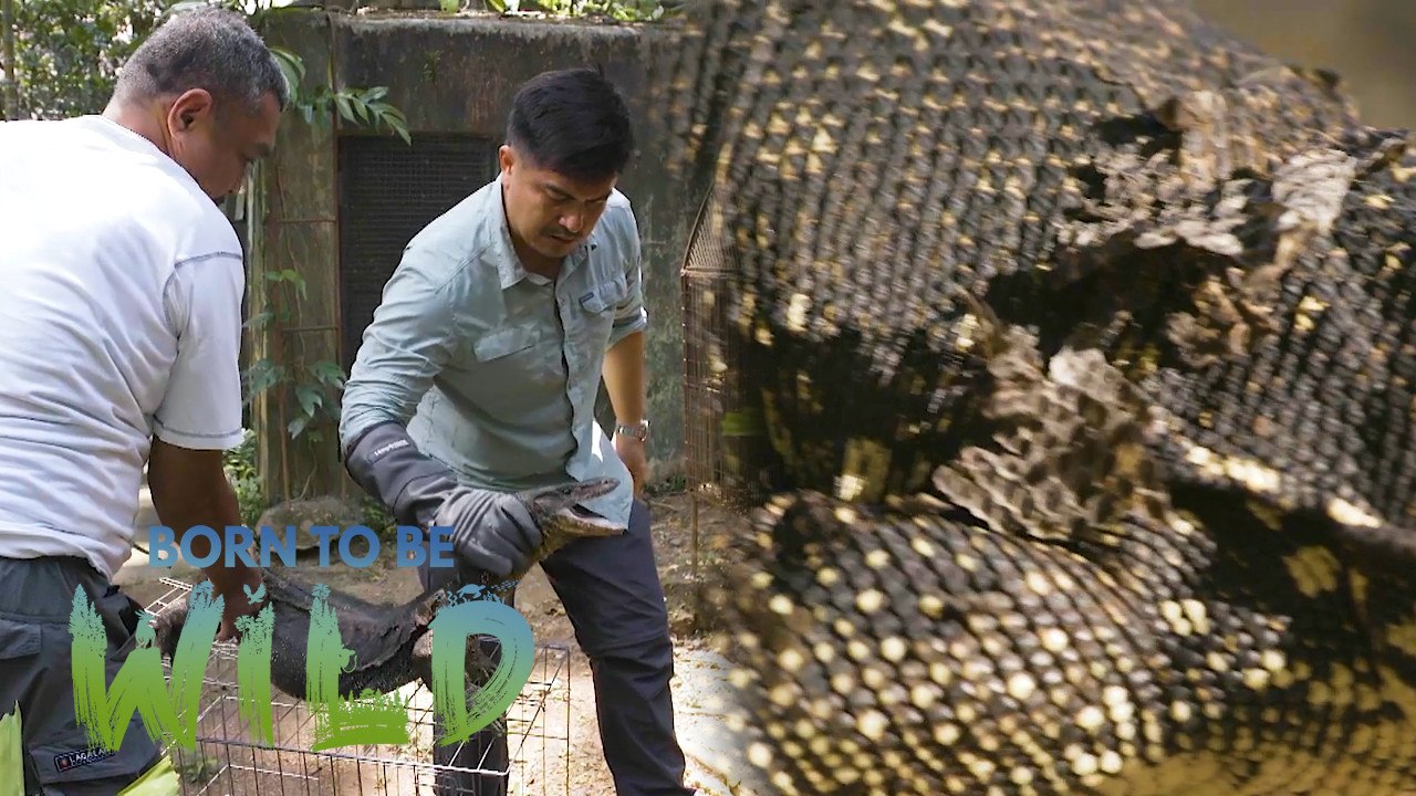 Explore Angono's Monitor Lizards! | Born to be Wild