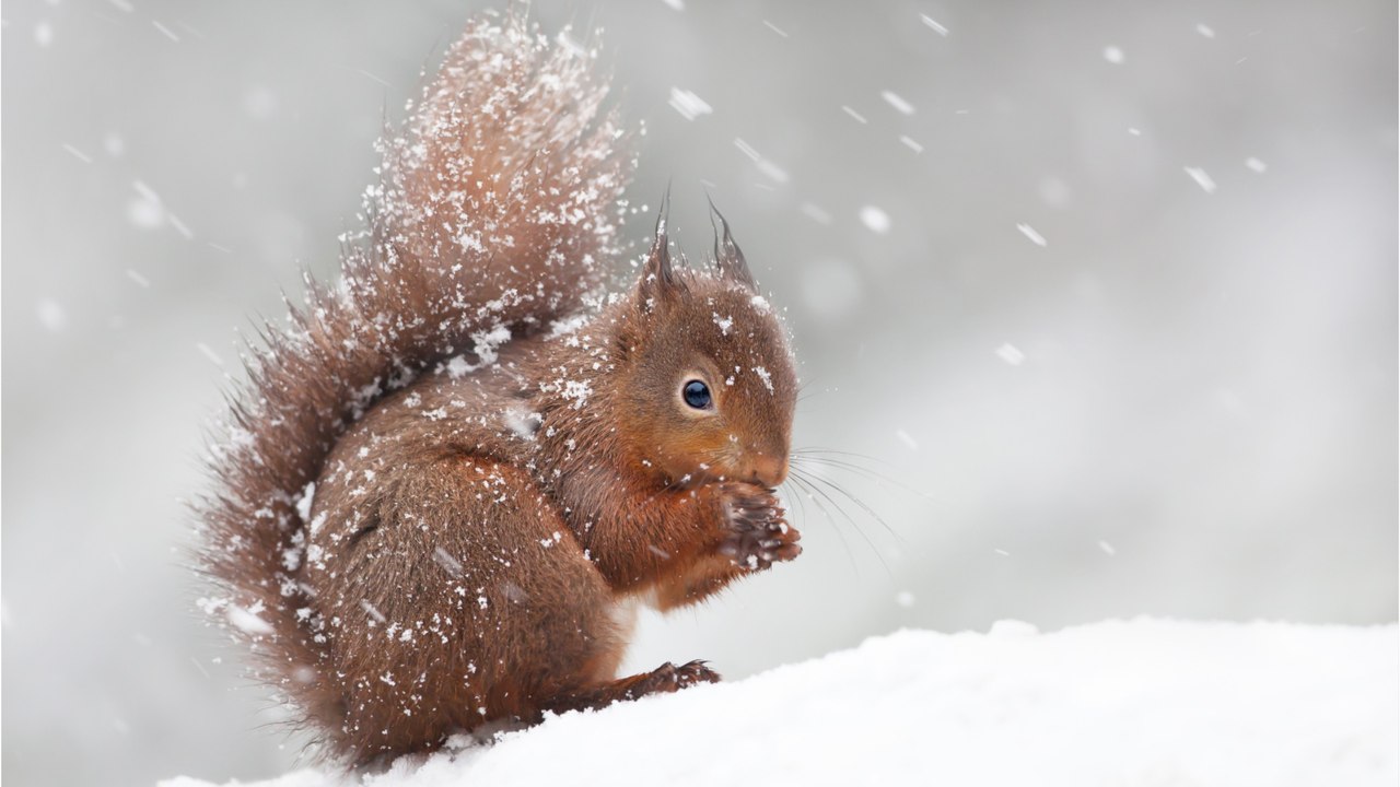 Hungernde Eichhörnchen im Winter: So füttern Sie sie am besten