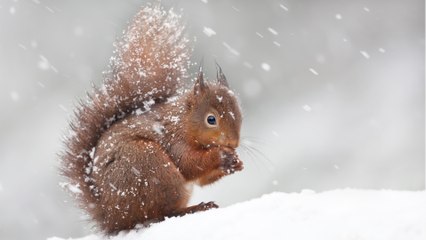 Hungernde Eichhörnchen im Winter: So füttern Sie sie am besten