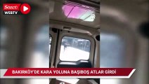 Bakırköy'de kara yoluna giren başıboş atlar, trafiğin aksamasına neden oldu
