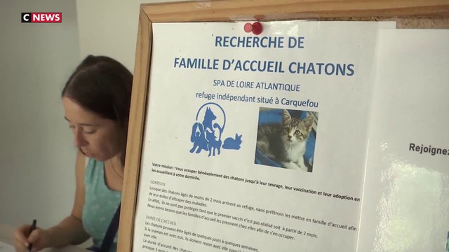 Abandon d'animaux : La SPA déplore un été record