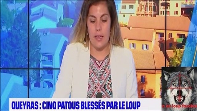 Des patous et des brebis ont été attaqués ces derniers jours par un loup dans le Queyras