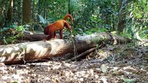 Animals of Amazon 4K - Animals That Call The Jungle Home Amazon