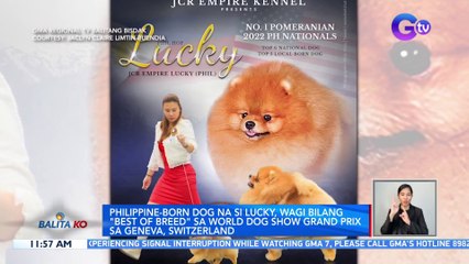 Philippine-born dog na si Lucky, wagi bilang "Best of Breed" sa World Dog Show Grand Prix sa Geneva, Switzerland | BK