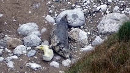 Seal Pup Gets A Back Scratch From Mom