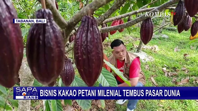 Keren! Bisnis Kakao Petani Milenial di Bali Berhasil Tembus Pasar Dunia