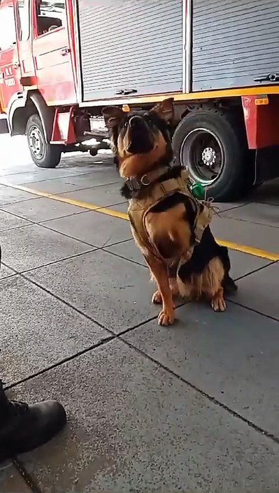 Mascote