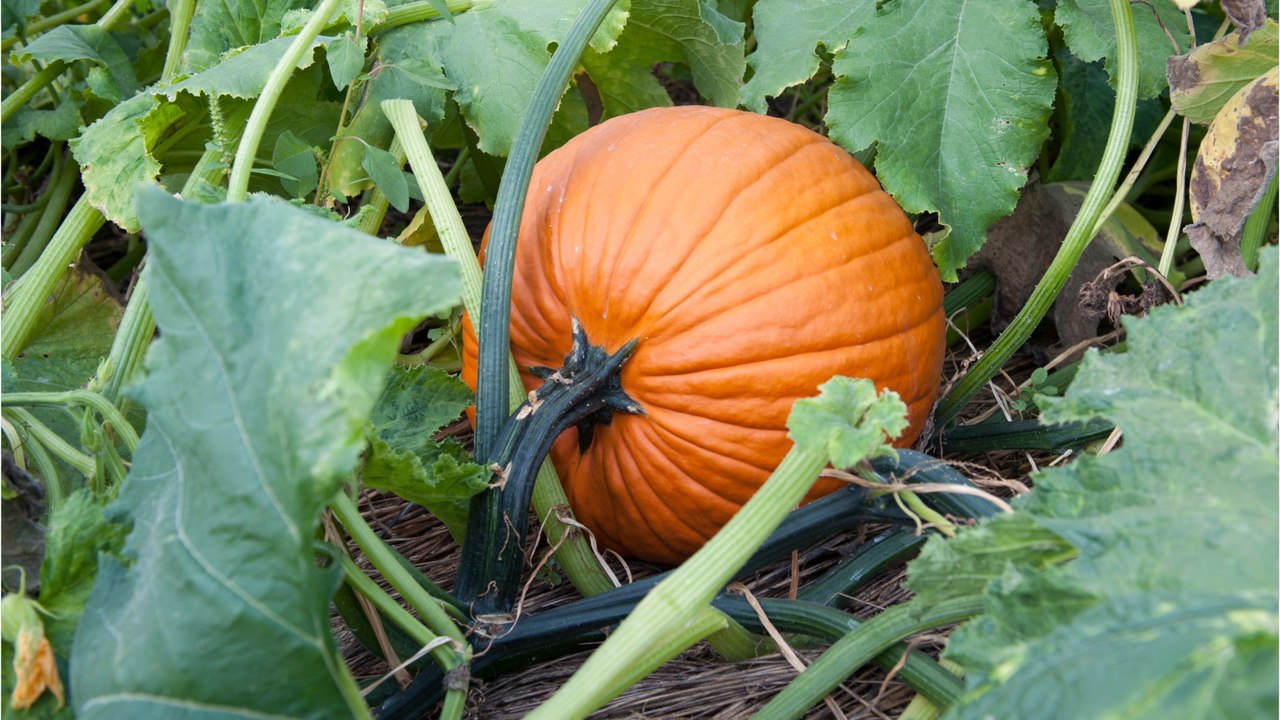 Hokkaido, butternut & co: wann und wie sie kürbisse am besten ernten