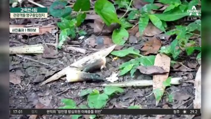 어린 판다에 죽순 줬다가…관광객들 영구출입정지