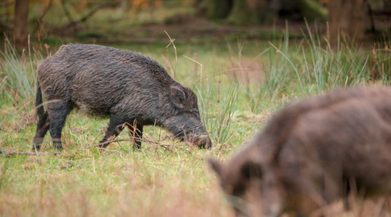 Wildschwein-herde umzingelt elfjährigen