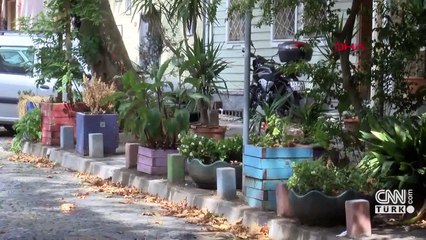 Sarıyer'de tartışmaya neden olan zeytin ağaçlarına şafak operasyonu