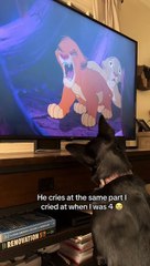 "Empatía y compasión": Perrito llora al ver 'El Rey León' y se vuelve viral