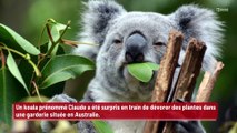 Un koala pris la main dans le sac en train de dévorer des plantes dans une garderie !