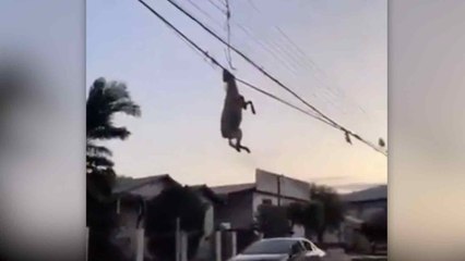 Brezilya’da yaşanan selin ardından bir koç, elektrik tellerinde ölü bulundu