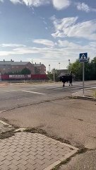 Un toro se pasea por las calles de Medina del Campo