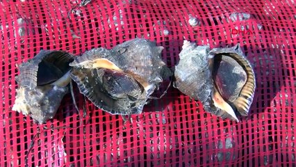 Karadenizli Balıkçılar Salyangoz Avcılığına Yöneldi