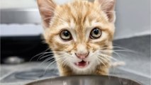 Ungewöhnliches Duo: Katze kuschelt in Tierklinik mit diesem Leidensgenossen