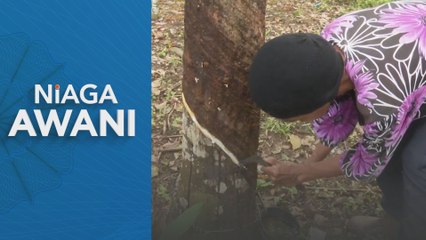 Pengeluaran getah asli Malaysia turun 4.5 peratus