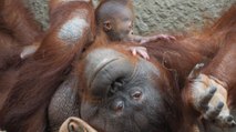 Sweet Moment Critically Endangered Orangutan Bonds with Newborn