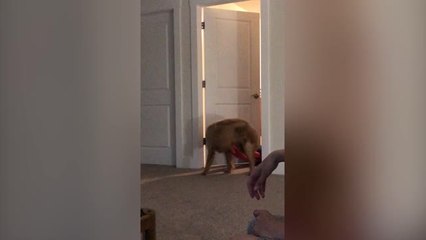 Dog Owner Records Compilation Of Her Pooches Quirky Attempts To Steal Her Blanket | Wild-ish TV